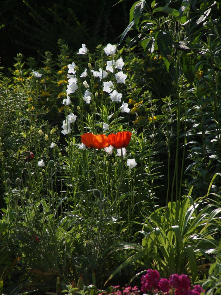 Gelber Mohn